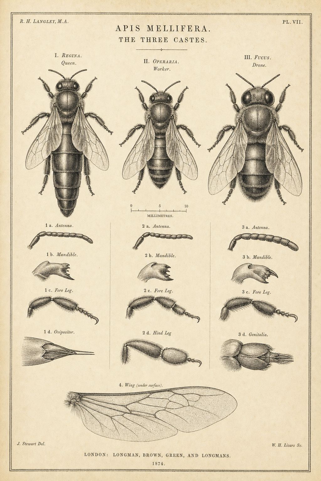 Antique engraving plate showing the three castes of Apis mellifera relevant to hive inspection: queen, worker, drone